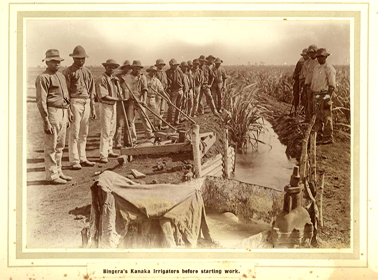 Kanaka workers setting up irrigation channels in the cane fields, Bingera, Queensland, c.1905. State Library of Queensland