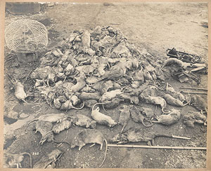 A heap of Rats from Views taken during Cleansing Operations