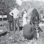 The internees came to the rescue of Prince, a valuable horse that had fallen into a large underground cistern. Prince was rescued by the mariners who, with a system of ropes and planks, and a large version of a boson's chair, lifted the horse out. c.1915-6. Berrima District Museum