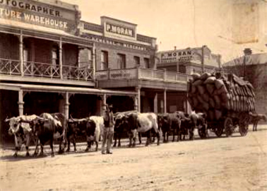 A bullock team on Fitzmaurice Street, Wagga