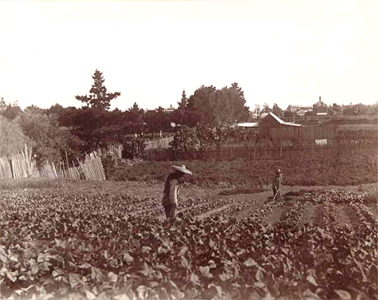 Chinese market gardens, c.1901. Courtesy State Library of Victoria