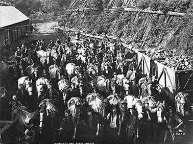 Pit Ponies and Miners in the Illawarra circa 1900, Courtesy National Library of Australia