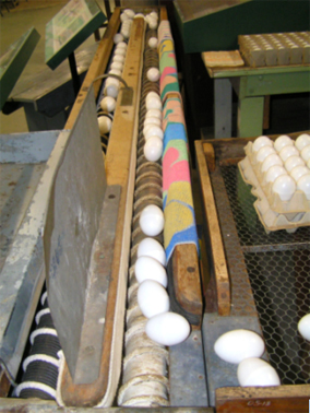 Egg conveyor belt c.1920 - 30s, Photograph Wollondilly Heritage Centre