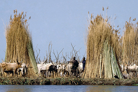 Cattle camp, southern Sudan. Courtesy: Ngari, Norway, Flickr Creative Commons