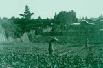 Chinese market gardens, c.1901. Courtesy Pictures Collection: State Library of Victoria. This is a typical scene of the rural Chinese market garden. Labour intensive and simple.