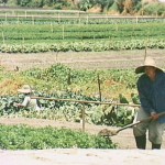 Chinese Market Gardens at La Perouse c.1980s Courtesy Randwick City Library